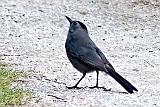 Gray Catbird_P1140840